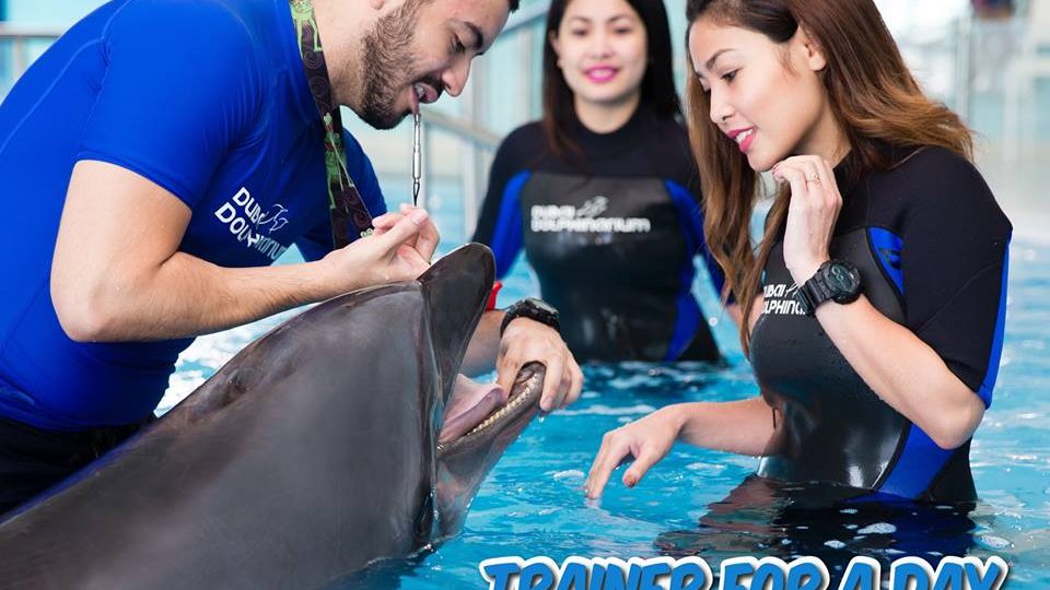 Dubai Dolphinarium Trainer for a Day Program