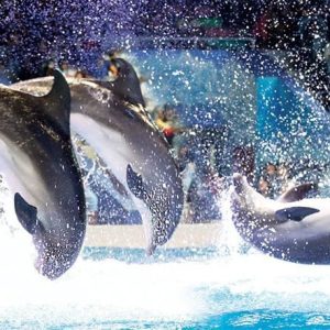 25 Percent Discount on Dolphin and Seal Show Tickets with FGB Bank Credit Card Offers Shop Online at Special Price from Dubai Offers