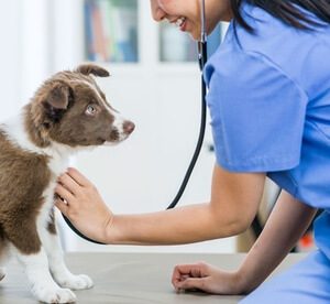 Annual Vaccination, Deworming and Optional Nail, Ear and Eye Care at Pet Connection Veterinary Clinic (Up to 50% Off) Local Services Shop Online at Special Price from Dubai Offers