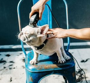 Basic Shower, Haircut or Grooming Service for Up to Three Pets at Castle Pet’s Salon (Up to 76% Off) Local Services Shop Online at Special Price from Dubai Offers