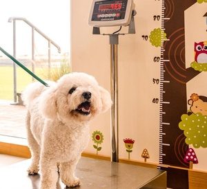 Basic Spa Package for Cat, or Dog of Up to 25kg at Pets Corner Salon (Up to 50% Off) Local Services Shop Online at Special Price from Dubai Offers