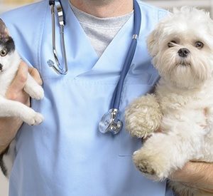 Cat or Dog Grooming with a Vet Consultation, Vaccination and Deworming from Cloud 9 Pet Hotel (Up to 55% Off) Local Services Shop Online at Special Price from Dubai Offers