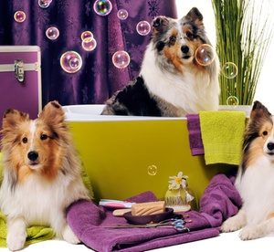 Choice of Pet Grooming Service at Pet Village (Up to 51% Off) Local Services Shop Online at Special Price from Dubai Offers
