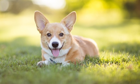 Buy Dog Behaviour and Training Online Course from International Open Academy (88% Off) Now at Special Price in DubaiOffers.com 2 Dog Behaviour and Training Online Course from International Open Academy (88% Off) Local Services Shop Online at Special Price from Dubai Offers 2