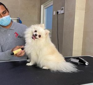 Full Grooming Service for Cat or Small, Medium, Large, or Extra-Large Dog with Pets Kingdom (Up to 66% Off) Local Services Shop Online at Special Price from Dubai Offers