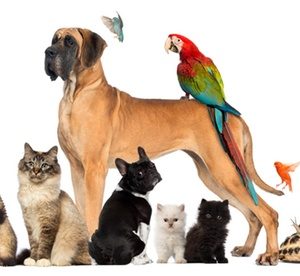 Full Grooming Service for One Bird or Up to Four Cats or Dogs at The Groomer Pet Spa (Up to 60% Off) Local Services Shop Online at Special Price from Dubai Offers