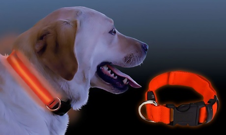 Buy One (AED 39), Two (AED 69) or Five (AED 149) LED Dog Collars Now at Special Price in DubaiOffers.com 2 One (AED 39), Two (AED 69) or Five (AED 149) LED Dog Collars Miscellaneous Shop Online at Special Price from Dubai Offers 2