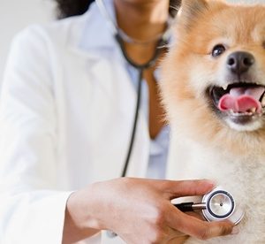 Pet Checkup, Vaccination and Deworming or Dental Cleaning at Emirates Zoo Veterinary Clinic (Up to 40% Off) Local Services Shop Online at Special Price from Dubai Offers