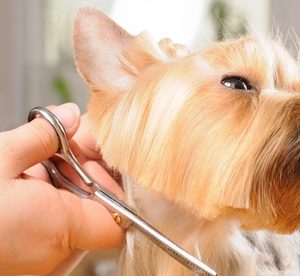 Pet Grooming For Dog or Cat from AED 89 at Kangar Pet Shop (Up to 51% Off) Local Services Shop Online at Special Price from Dubai Offers