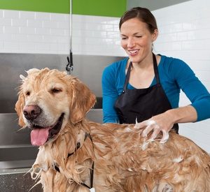 Pet Grooming Service Local Services Shop Online at Special Price from Dubai Offers