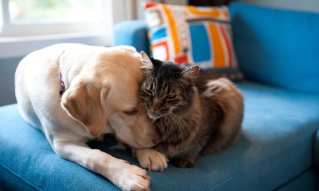 Buy Pet Nightcare: Up to Seven Nights at Pampered Poochies Spa (Up to 54% Off) Now at Special Price in DubaiOffers.com 2 Pet Nightcare: Up to Seven Nights at Pampered Poochies Spa (Up to 54% Off) Local Services Shop Online at Special Price from Dubai Offers 2