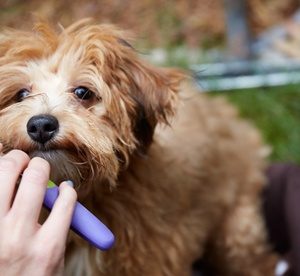 Premium Dog Pampering Packages for All Sizes at Pampered Poochies Spa (50% Off) Local Services Shop Online at Special Price from Dubai Offers