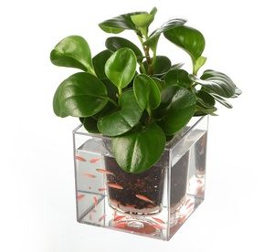 Two (AED 79) or Three (AED 110) Plastic Plant Pots with Fish Tank Miscellaneous Shop Online at Special Price from Dubai Offers