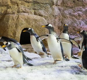 Ultimate Experience for One or Two at Dubai Aquarium & Underwater Zoo Entertainment Offers Shop Online at Special Price from Dubai Offers