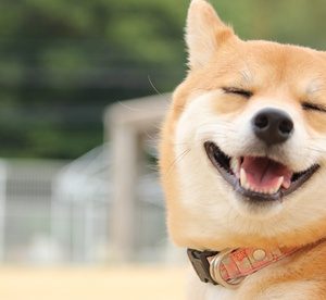 Up to 30-Day Care for Any Pet at Posh Paws (Up to 69% Off) Local Services Shop Online at Special Price from Dubai Offers 2