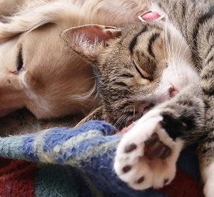 Up to One Month of Pet Daycare at Pampered Poochies Spa (Up to 63% Off) Local Services Shop Online at Special Price from Dubai Offers