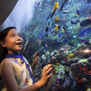 Aquaventure Waterpark + Lost Chambers Aquarium at Aquaventure Waterpark, Dubai, United Arab Emirates Activities Shop Online at Special Price from Dubai Offers