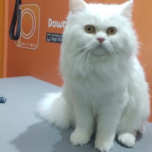 Basic Or Full Grooming At Pet Corner PETS Shop Online at Special Price from Dubai Offers