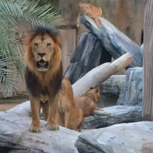 Dive Into Fun: Zoo Entrance With Activity And Aed 50/100/200 Voucher PARKS Shop Online at Special Price from Dubai Offers