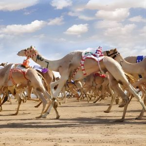 Dubai Royal Camel Race with Prime Seats & Short Camel Ride at Dubai royal Camel Racing Club, Dubai, United Arab Emirates Activities Shop Online at Special Price from Dubai Offers