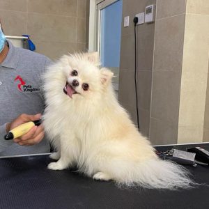 Extensive Pet Grooming Service PETS Shop Online at Special Price from Dubai Offers
