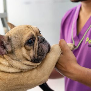 Basic Grooming Session At Pet Joy Veterinary Clinic PETS Shop Online at Special Price from Dubai Offers