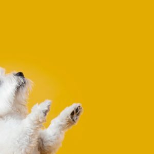 Full Grooming Service – Cat Or Small, Medium Or Large Dog Package PETS Shop Online at Special Price from Dubai Offers