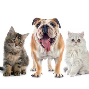 Full Grooming With Haircut At Cute Cat Veterinary Clinic PETS Shop Online at Special Price from Dubai Offers
