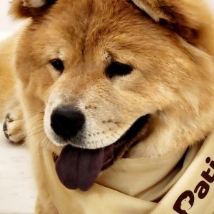 Groom, Grin, And Wag: Unleash Pet Paradise PETS Shop Online at Special Price from Dubai Offers