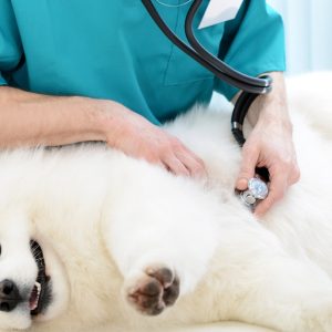 Medical Checkup And Anti-Flea Medication Or Deworming For Pets PETS Shop Online at Special Price from Dubai Offers