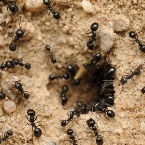 Pest Control Service – General HANDYMAN SERVICES Shop Online at Special Price from Dubai Offers