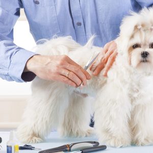 Pet – Grooming Salon PETS Shop Online at Special Price from Dubai Offers