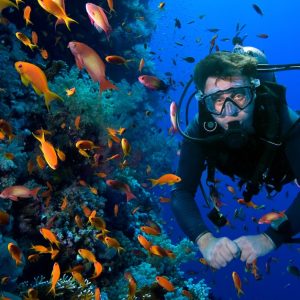 Snorkeling Or Scuba Diving Experience At Al Boom Diving WATER SPORTS Shop Online at Special Price from Dubai Offers