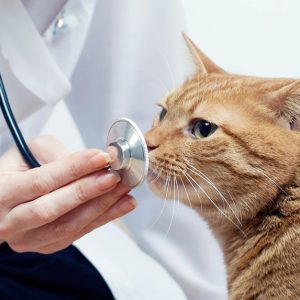 Vet PETS Shop Online at Special Price from Dubai Offers