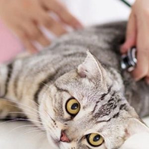 Veterinary Examination At Pet Connection Veterinary Clinic PETS Shop Online at Special Price from Dubai Offers