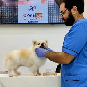 Annual Vaccination Or Full Dental Scaling For Cats & Dogs PETS Shop Online at Special Price from Dubai Offers 2