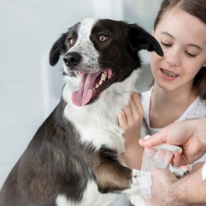 Choice Of Veterinary Service For Dog Or Cat Or Tom Cat Castration PETS Shop Online at Special Price from Dubai Offers