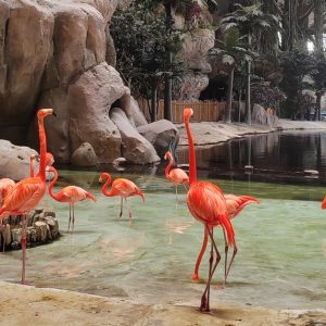 Emirates Park Zoo, The National Aquarium Or Snow Park Passes & More Shop Online at Special Price from Dubai Offers