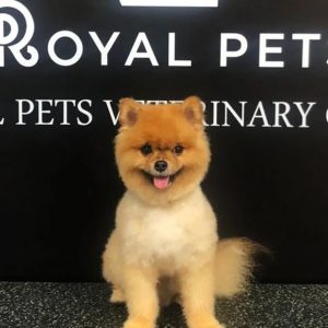 Get Premium Full Grooming For Cats Or Dogs Under Or Over 10kg PETS Shop Online at Special Price from Dubai Offers