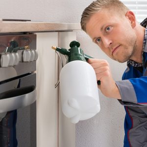 Pest Control Services For Homes And Offices HANDYMAN SERVICES Shop Online at Special Price from Dubai Offers