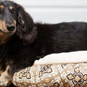 Pet Boarding & Daycare Packages For Cats And Dogs Of All Sizes PETS Shop Online at Special Price from Dubai Offers