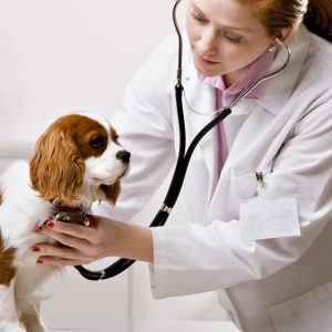 Vet PETS Shop Online at Special Price from Dubai Offers