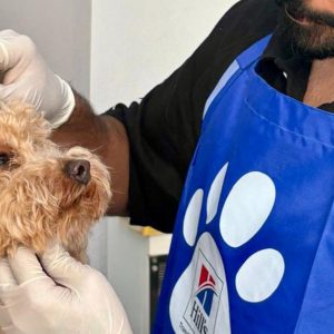 Basic Or Full Grooming For Small, Medium, Large Or Xl Size Dogs/Cats PETS Shop Online at Special Price from Dubai Offers