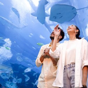 Dubai Aquarium And Dubai Frame Entry Tickets For 1, 2 Or 4 Adults PARKS Shop Online at Special Price from Dubai Offers