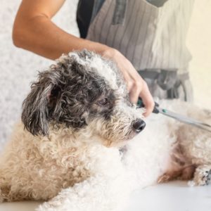Elevate Your Pet Care Skills With Guide To Dog Grooming Men's Shop Online at Special Price from Dubai Offers