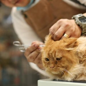 Full And Basic Grooming Options For Dogs And Cats PETS Shop Online at Special Price from Dubai Offers