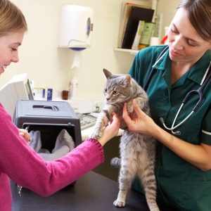 Medical Services For Pets At Pet Joy Veterinary Clinic PETS Shop Online at Special Price from Dubai Offers