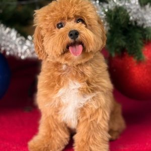 Pawfect Makeover: Basic & Full Pet Grooming For Cats And Dogs PETS Shop Online at Special Price from Dubai Offers