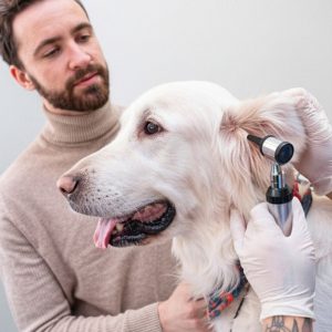 Dog & Cat Medical Check-Up, Annual Vaccination & Wellness Packages PETS Shop Online at Special Price from Dubai Offers