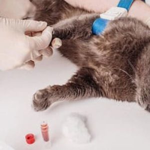 Female Cat Spaying Up To Or Above 20 Kg, Male Dog Castration & More PETS Shop Online at Special Price from Dubai Offers